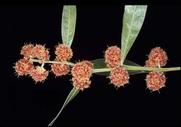 APII jpeg image of Acacia leprosa 'Scarlet Blaze'  © contact APII