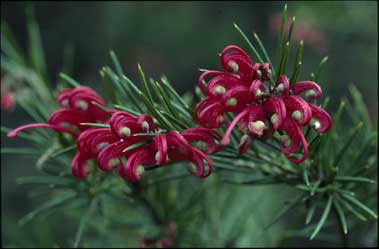 APII jpeg image of Grevillea 'Canberra Gem'  © contact APII