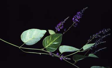 APII jpeg image of Hardenbergia 'Sweet Heart'  © contact APII