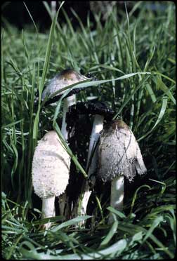 APII jpeg image of Coprinus comatus  © contact APII