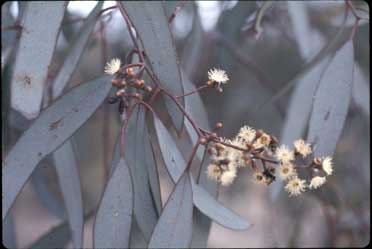 APII jpeg image of Eucalyptus largiflorens  © contact APII