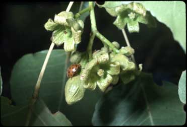 APII jpeg image of Brachychiton diversifolius subsp. diversifolius  © contact APII