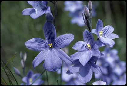 APII jpeg image of Thelymitra venosa  © contact APII