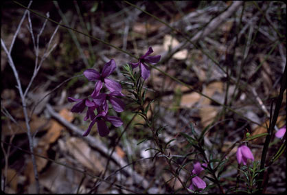 APII jpeg image of Tetratheca ericifolia  © contact APII