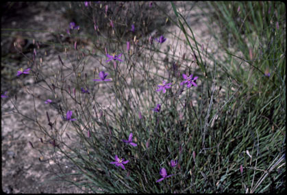 APII jpeg image of Thelionema caespitosum  © contact APII