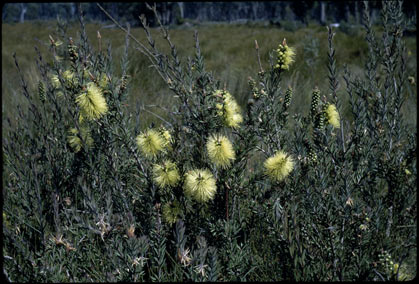 APII jpeg image of Callistemon viridiflorus  © contact APII