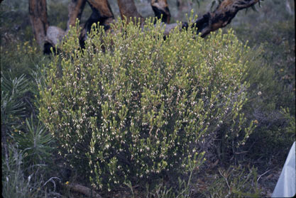 APII jpeg image of Conostephium minus  © contact APII