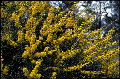 APII jpeg image of Acacia colletioides  © contact APII