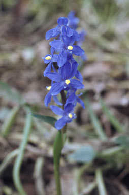 APII jpeg image of Pontederia cyanea  © contact APII