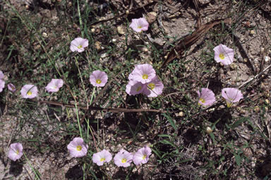 APII jpeg image of Xenostegia tridentata  © contact APII