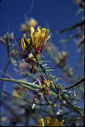 APII jpeg image of Cleome microaustralica  © contact APII