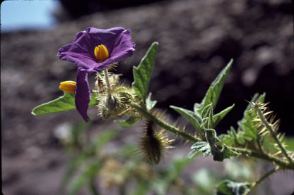 APII jpeg image of Solanum ultraspinosum  © contact APII