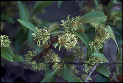 APII jpeg image of Stenocarpus cunninghamii  © contact APII