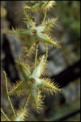 APII jpeg image of Solanum ultraspinosum  © contact APII