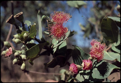 APII jpeg image of Corymbia chartacea  © contact APII