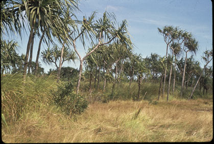 APII jpeg image of Saccharum spontaneum,<br/>Pandanus  © contact APII