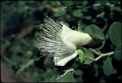 APII jpeg image of Capparis spinosa var. nummularia  © contact APII