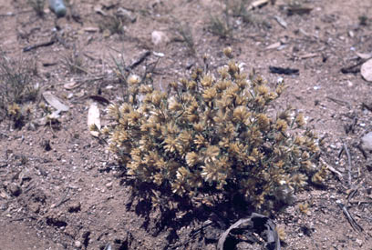 APII jpeg image of Ptilotus symonii  © contact APII