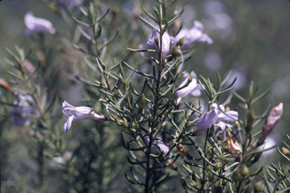 APII jpeg image of Eremophila ionantha  © contact APII