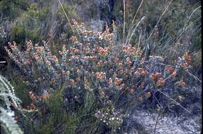 APII jpeg image of Adenanthos cuneatus  © contact APII