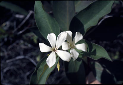 APII jpeg image of Marianthus candidus  © contact APII