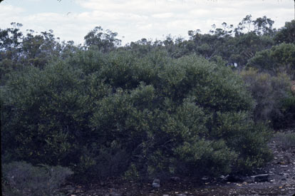 APII jpeg image of Acacia heteroclita  © contact APII