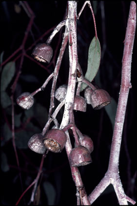 APII jpeg image of Eucalyptus caesia subsp. magna  © contact APII