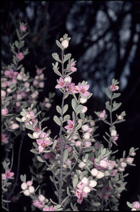 APII jpeg image of Boronia ternata var. ternata  © contact APII