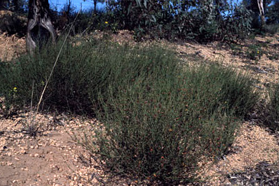 APII jpeg image of Daviesia hakeoides subsp. hakeoides  © contact APII