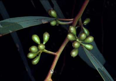 APII jpeg image of Eucalyptus laeliae  © contact APII