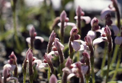 APII jpeg image of Eriochilus scaber  © contact APII