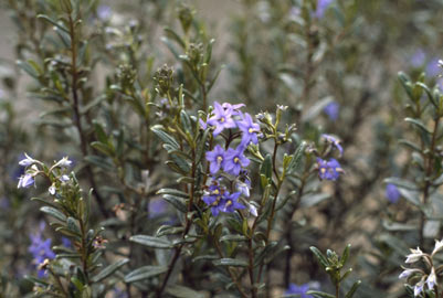 APII jpeg image of Halgania andromedifolia  © contact APII