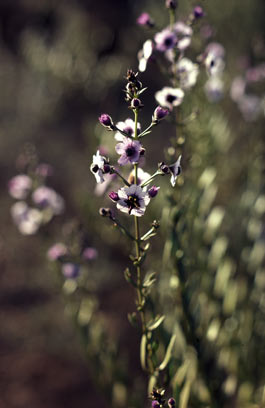 APII jpeg image of Cyanostegia lanceolata  © contact APII