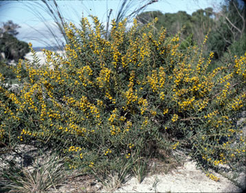 APII jpeg image of Acacia cochlearis  © contact APII