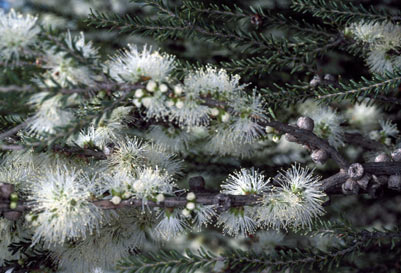 APII jpeg image of Melaleuca brevifolia  © contact APII