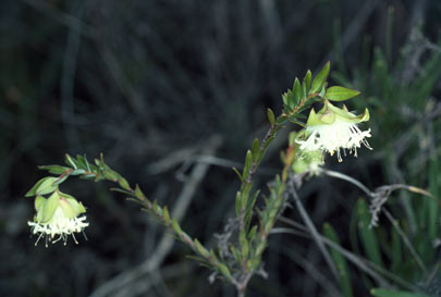 APII jpeg image of Pimelea lehmanniana subsp. lehmanniana  © contact APII