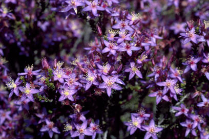 APII jpeg image of Calytrix leschenaultii  © contact APII