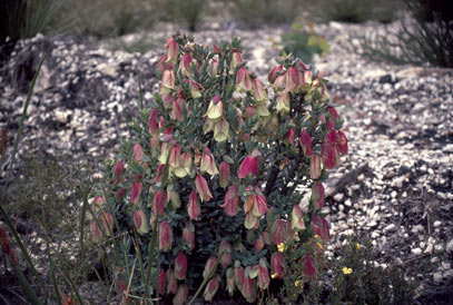 APII jpeg image of Pimelea physodes  © contact APII