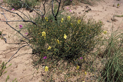 APII jpeg image of Hibbertia conspicua  © contact APII