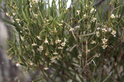 APII jpeg image of Eremophila deserti  © contact APII