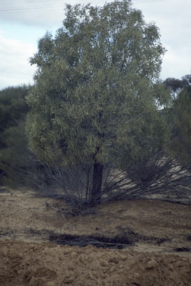 APII jpeg image of Santalum acuminatum  © contact APII