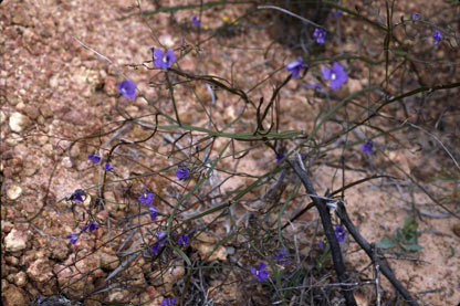 APII jpeg image of Dampiera lindleyi  © contact APII