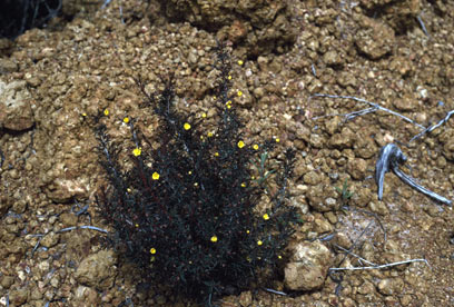 APII jpeg image of Hibbertia acerosa  © contact APII