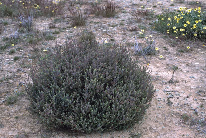 APII jpeg image of Astroloma serratifolium  © contact APII