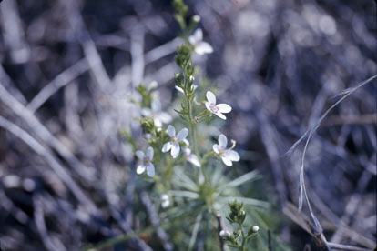 APII jpeg image of Stylidium eglandulosum  © contact APII