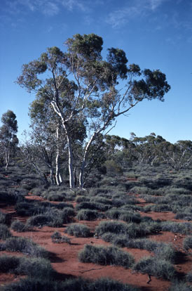 APII jpeg image of Eucalyptus gongylocarpa  © contact APII