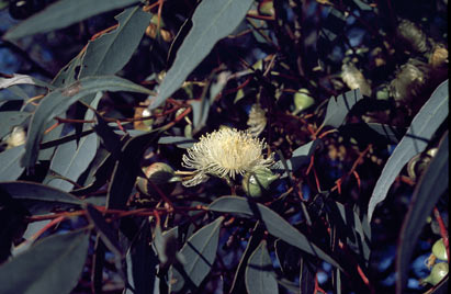 APII jpeg image of Eucalyptus burracoppinensis  © contact APII