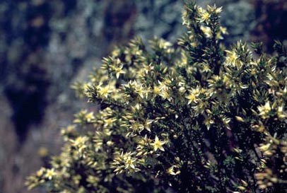 APII jpeg image of Calytrix depressa  © contact APII