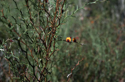 APII jpeg image of Daviesia flexuosa  © contact APII