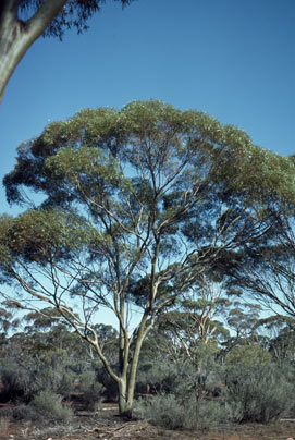 APII jpeg image of Eucalyptus salubris  © contact APII